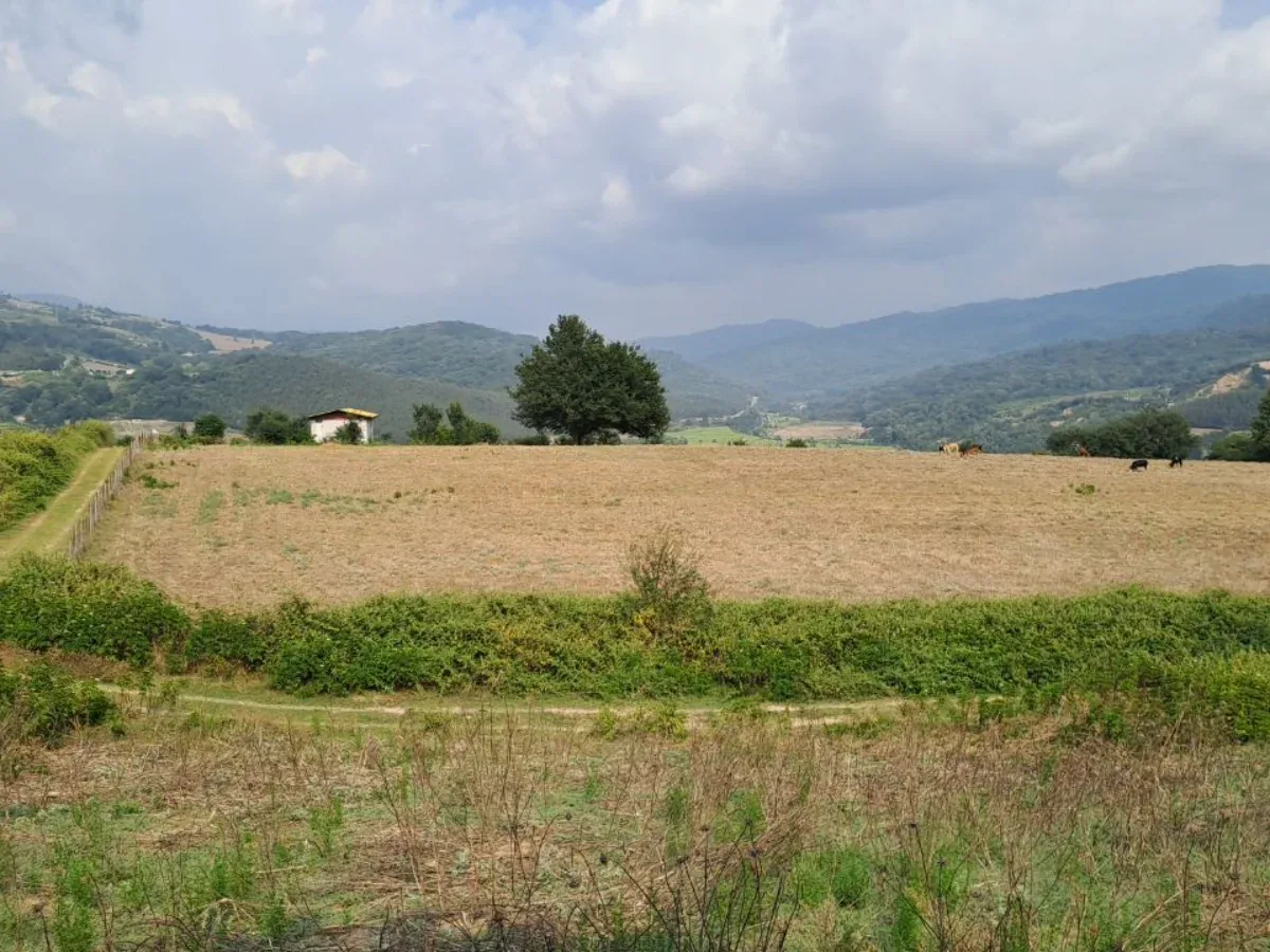 زمین